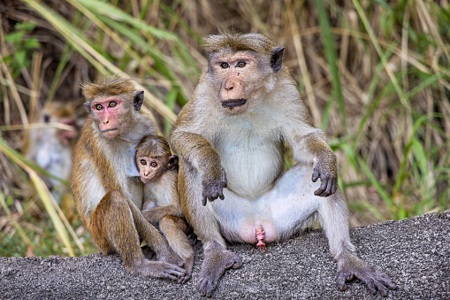 A wide-view shot of a small group of young monkeys relaxing in a forest on a bright day in Kerala, India. They are picking lice from eachother, they are high up sitting on a branch.