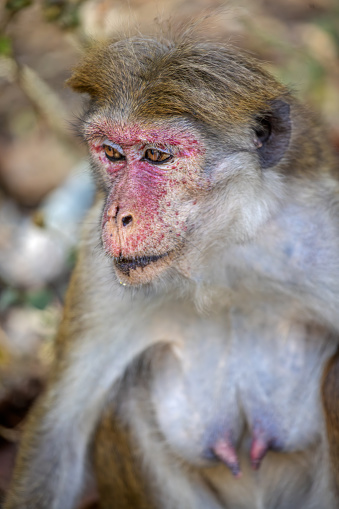 Portrait of a female toque macaque sitting beside the road outside the city called Ella in the Uva Province in Sri Lanka. The toque macaque is a 