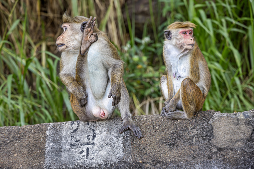 Pair of toque macaque sitting beside the road outside the city called Ella in the Uva Province in Sri Lanka. The toque macaque is a \