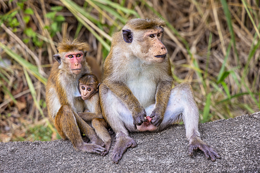 Two female monkeys feeding their little monkeys on the plateau