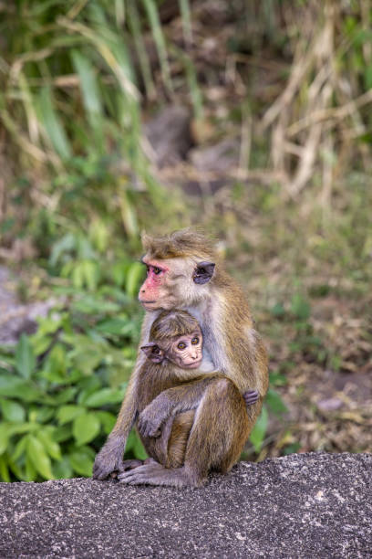 istock Mother and child toque macaque or Macaca sinica 1484144584