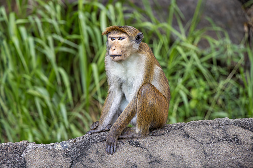 Portrait of a young male toque macaque sitting beside the road outside the city called Ella in the Uva Province in Sri Lanka. The toque macaque is a \