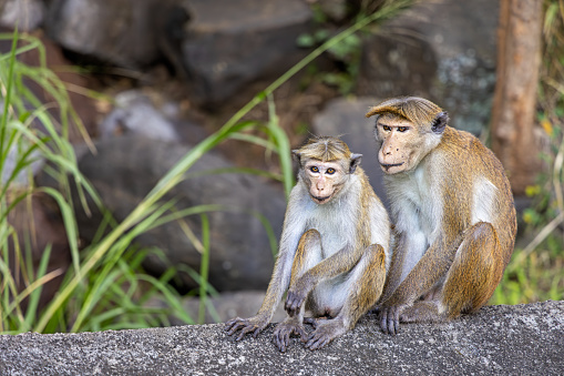 Pair of toque macaque sitting beside the road outside the city called Ella in the Uva Province in Sri Lanka. The toque macaque is a 