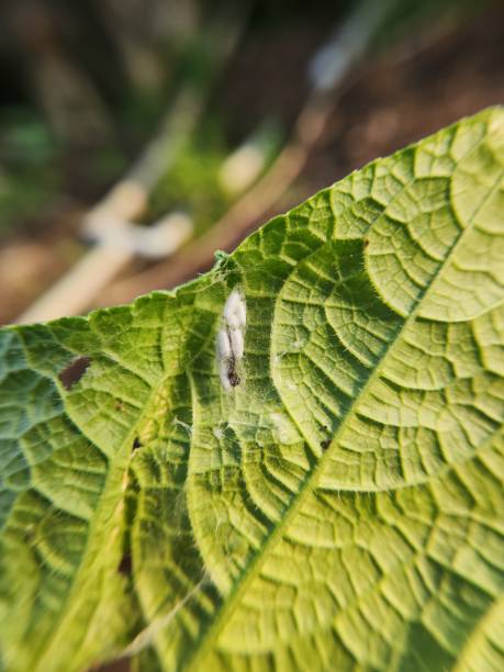 istock Pupa of wasp which parasite on cucumber moth larva. 1484145143