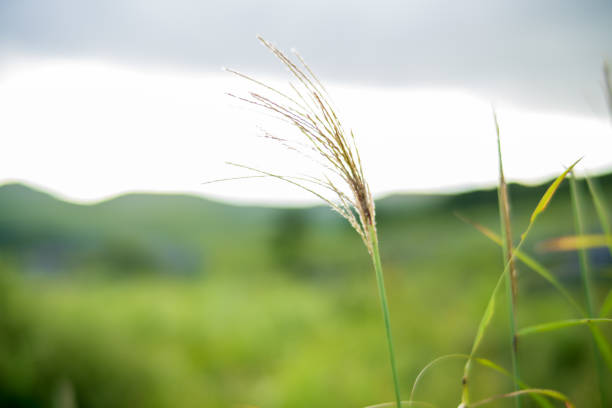 A plateau called Hiraodai, where pampas grass grows in a fresh green grassland