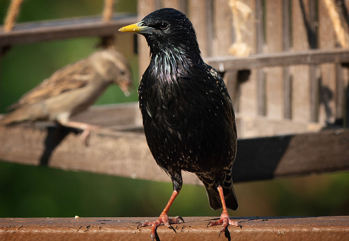 A Starling poses on the backyard deck