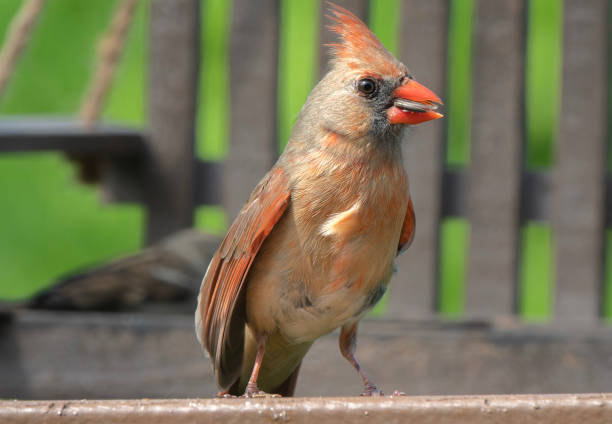 istock A Northern Cardinal on the birdfeeder 1484146461