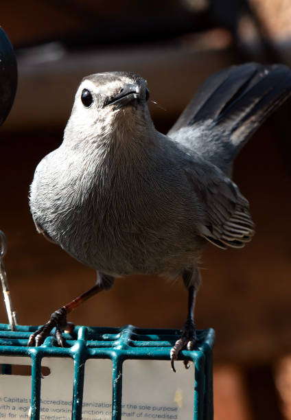istock A Gray Catbird arrives on the backyard deck 1484146468