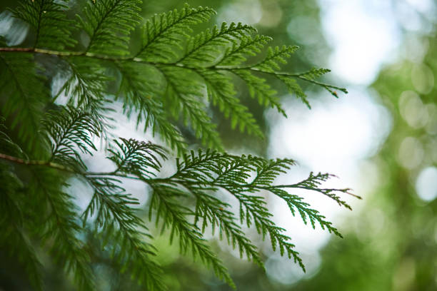 istock Western red cedar tree branch foliage close up with green bokeh forest background 1484148009