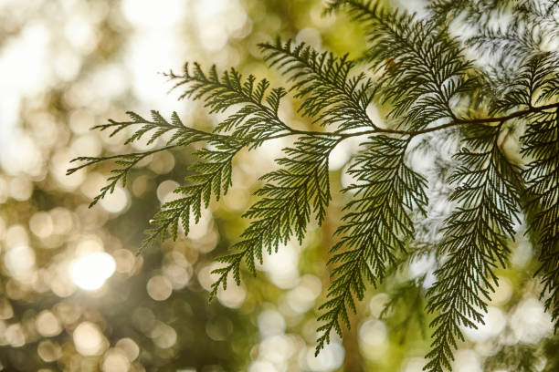 istock Western red cedar tree branch foliage close up with green bokeh forest background 1484148043
