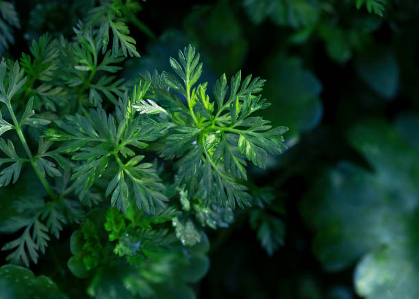 Lots of green chervil leaves (Artemisia vulgaris). Top view. Close-up. Lots of green chervil leaves (Artemisia vulgaris). Top view. Close-up. cerefolium stock pictures, royalty-free photos & images