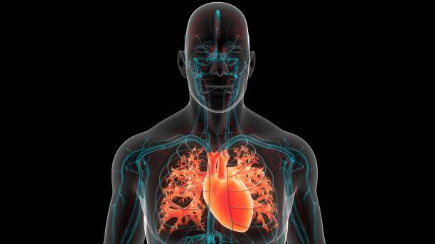 istock Human Circulatory System Heart Anatomy 1484149206