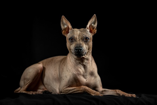 American Hairless Terrier. Portrait of a Dog lying with black background and empty space