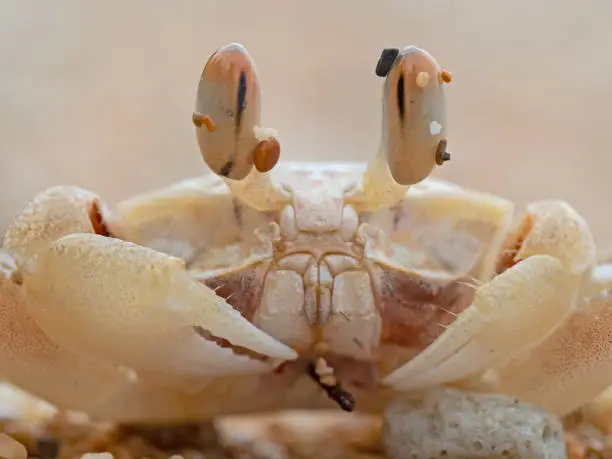 Crab on the bach, Krabbe am Strand