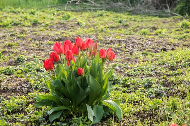 istock A bunch of red tulips 1484150319
