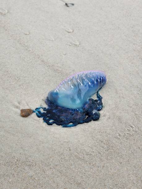 istock Small blue jellyfish lying on a sandy shoreline, with a broken brown shell nearby 1484150556