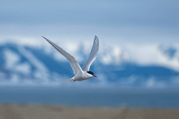 산을 배경으로 스발바르 상공을 날고 있는 제비갈매기 - 스발바르 섬 - 노르웨이 - tern bird arctic tern nature 뉴스 사진 이미지
