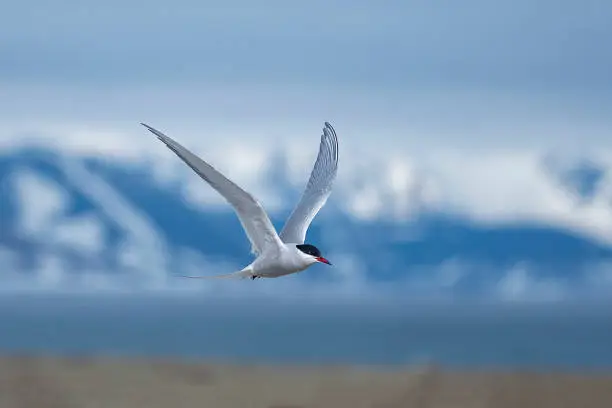 Photo of Artic Tern in flight over Svalbard with mountains in background - Svalbrad Island - Norway