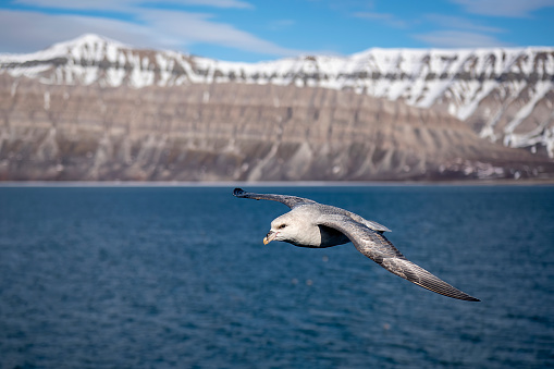 Northern Fulmar in flight capture with wide angle mountains on the backgroud in Svalbard Island - Norway