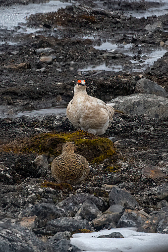 Pair of ptarmigans at Savalbard island - Norway