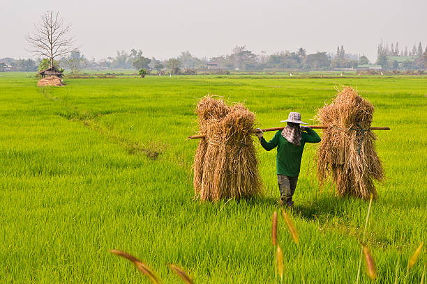 istock farmer of thailand 148415129