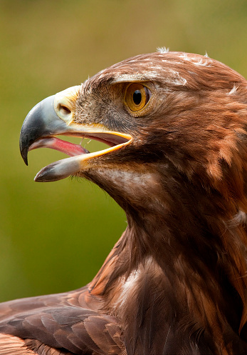 Golden Eagle (Aquila chrysaetos) in the Scottish Highlands in the United Kingdom