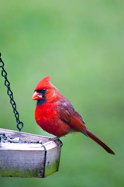 istock Male Cardinal sitting on bird feeder 148415296