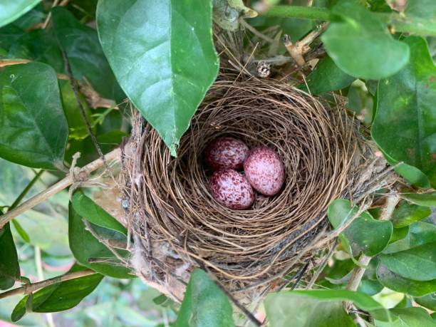 istock Bird nest with eggs natural organic at home tree closeup shot with egg 1484153660