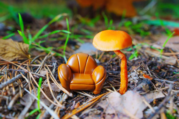 Mycenaceae fungus growing on the forest floor during an autumn morning. The forest ground of the Speulder and Sprielderbos in the Veluwe nature reserve is covered with brown fallen leaves and the path is disappearing in the distance. The fog is giving the forest a desolate atmosphere.