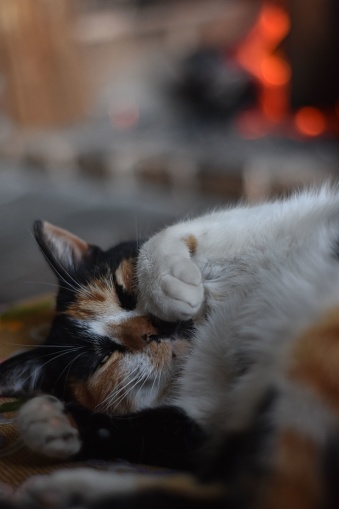 A majestic calico cat lounging on a floor in front of a fireplace, contentedly basking in the warmth of the fire