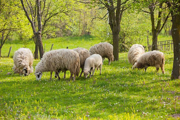 istock Sheep and lamb on green field 148415456