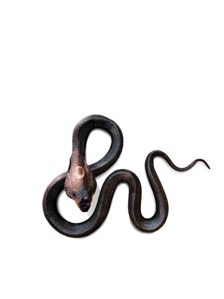 istock Cobra. Dead venomous snake caught and preserved for study on white background. 1484154858