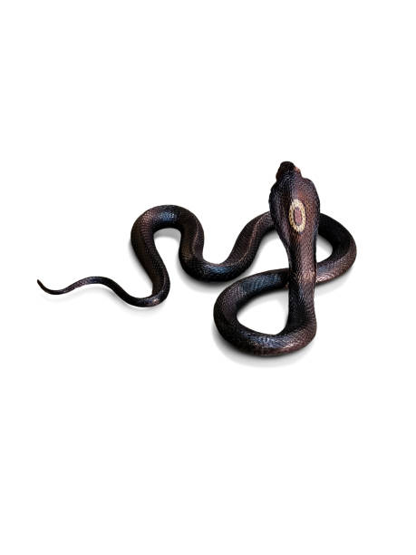 istock Cobra. Dead venomous snake caught and preserved for study on white background. 1484154859
