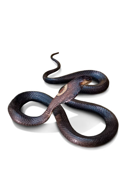 istock Cobra. Dead venomous snake caught and preserved for study on white background. 1484154861