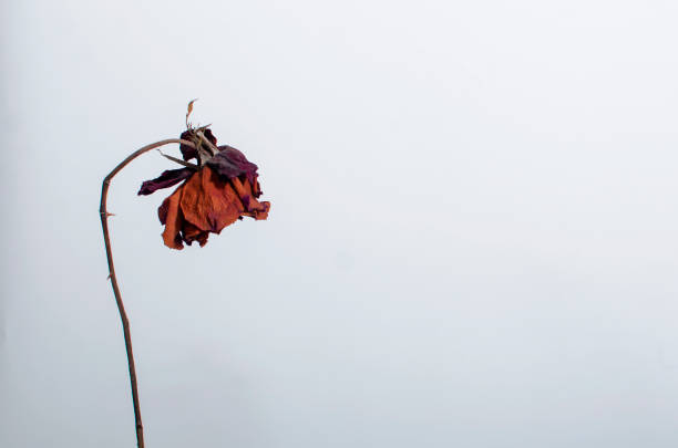 Wilted Flower