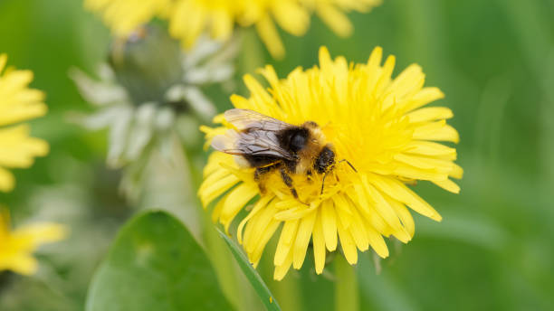 istock Bumblebee on dandelion flower at close range 1484155736