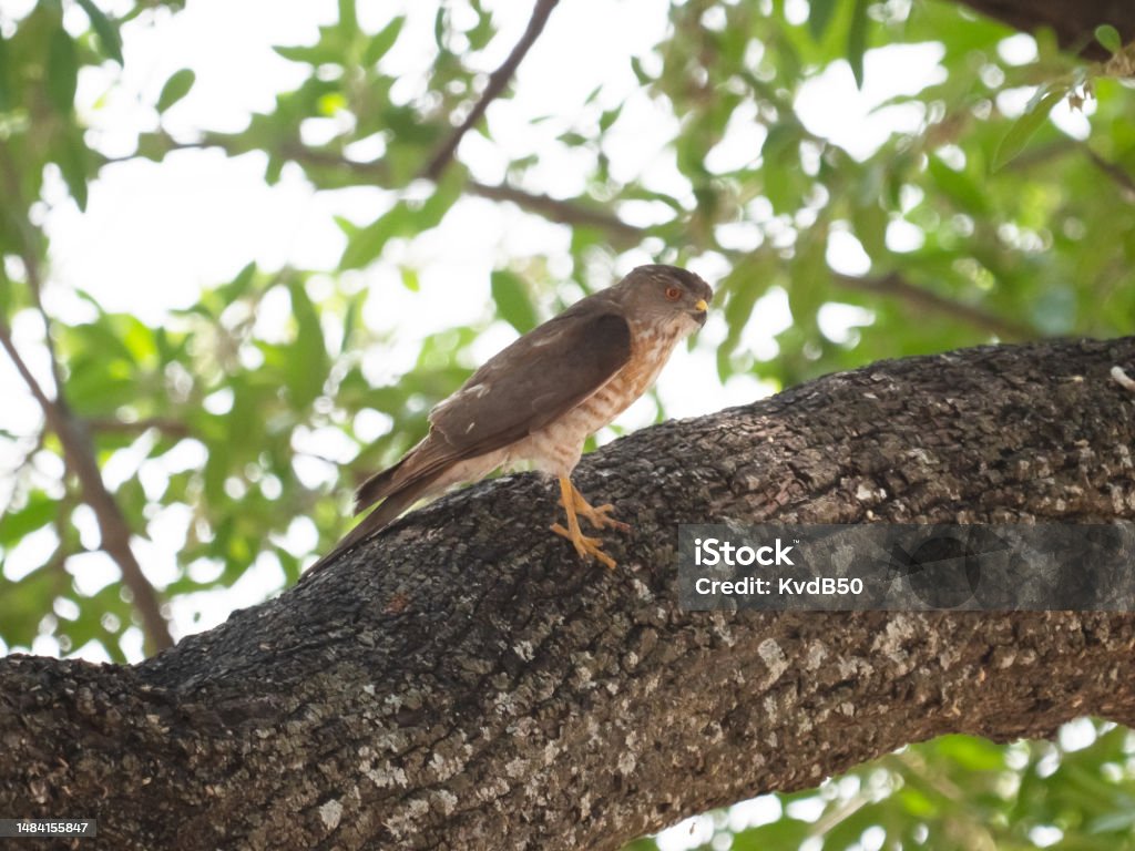 Shikra (Accipiter badius) The shikra (Accipiter badius) is a small bird of prey in the family Accipitridae found widely distributed in Asia and Africa where it is also called the little banded goshawk. Africa Stock Photo