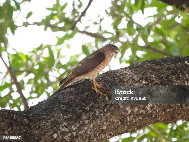 Shikra Stock Photo - Download Image Now - Africa, Chobe National Park, Goshawk