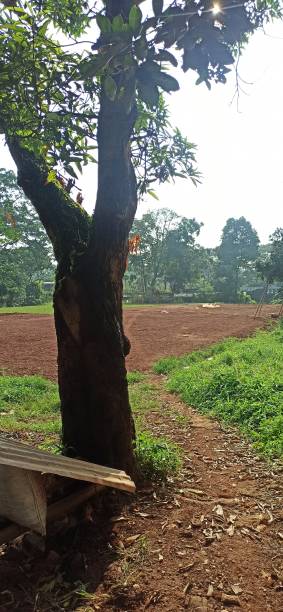 istock Large tree trunk at the edge of the field 1484156679