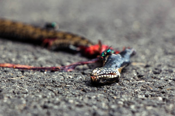 Dead snake on a bike path with flies all over it, Brittany, France stock photo