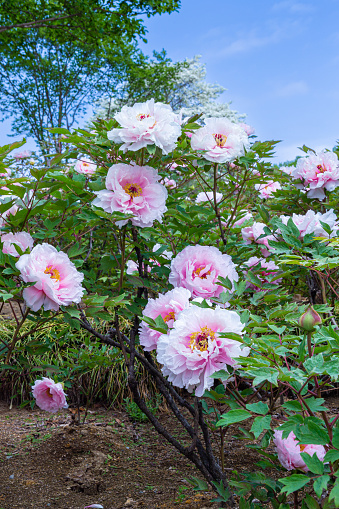 Peony flowers in Japan's garden are very beautiful.