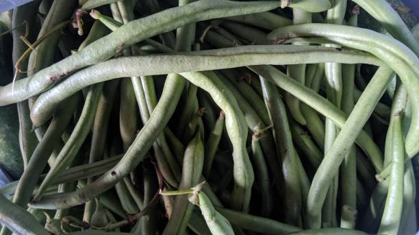 istock harvest of green beans 1484158070