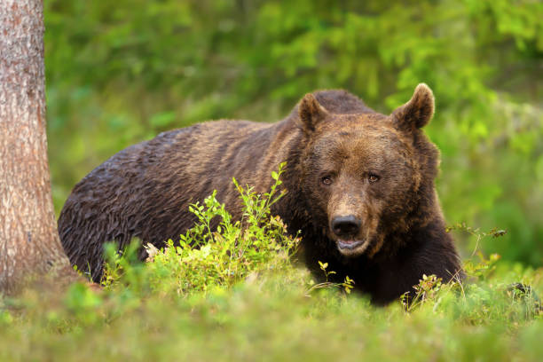 istock Impressive portrait of Eurasian Brown bear in a forest 1484159489