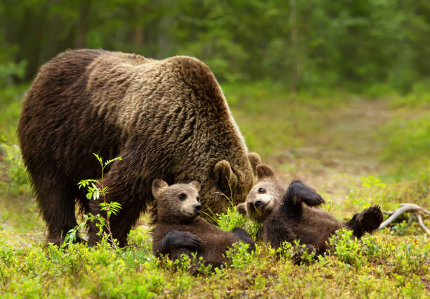 istock Eurasian brown bear mama and her playful cubs in a forest 1484159536
