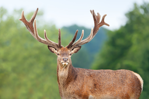 Close up of a red deer stag with velvet antlers in summer, United Kingdom.