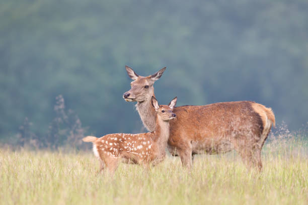 istock Cute Red deer calf standing close to mama in a meadow 1484159662