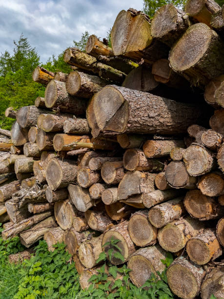 istock Lumber - Wood - Logs 1484159690