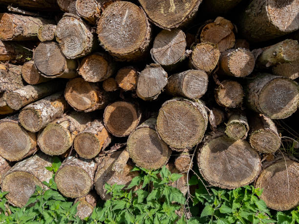 istock Lumber - Wood - Logs 1484159697