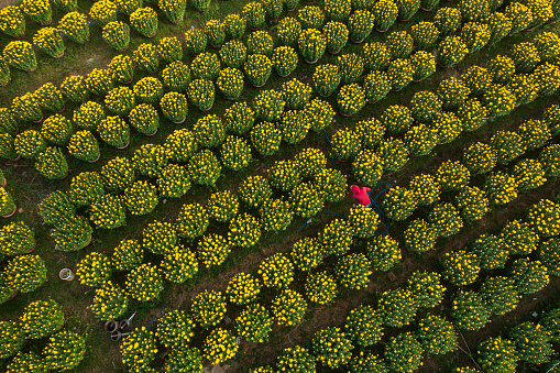 Drone view of florist is taking care chrysanthemum flowers for Tet holiday, Khanh Hoa, central Vietnam