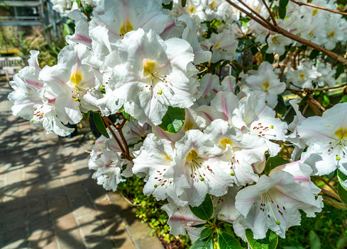 White blooming flowers in a greenhouse at the Rhododendron Speices Botanical Garden in Federal Way, Washington.